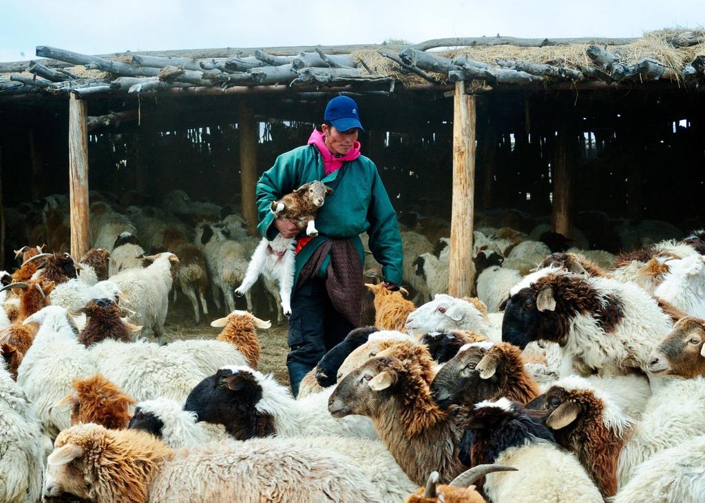 Support of basic needs and livelihood protection of vulnerable dzud-affected herder