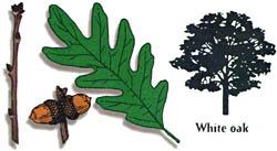 For all Ages!!! See if you can collect leaf samples in the Woodlands of all five of these common deciduous trees.