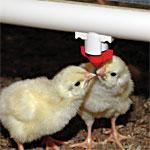 equipment, commercial egg and animal protein production systems Purchased 2011