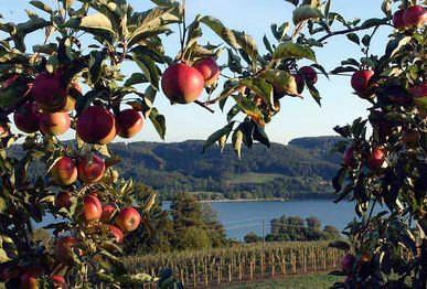 harvest 2015 progressing Downturn in almost all EU markets Slight delay to NZ apple harvest 2016; high volumes and fruit