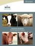 Participant Handbook Risk Management Program. RMP for livestock Cattle Hogs Sheep Veal